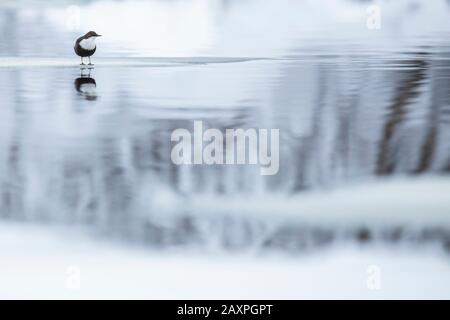 Dipper, Cinclus Cinclus, Reflexion, Winter Stockfoto