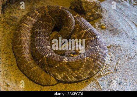 Rote Rauten-Klapperschlange in Nahaufnahme, venomöser Pit-Viper-Spezie aus Amerika aufgerollt Stockfoto