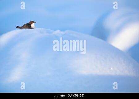 Pendelarm, Cinclus cinclus, auf einem Schneehügel Stockfoto