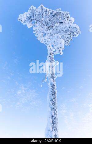 Kiefer, Finnland, Lappland, Winter Stockfoto