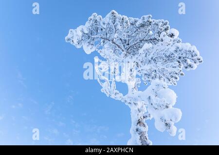 Kiefer, Finnland, Lappland, Winter Stockfoto