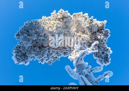 Kiefer, Finnland, Lappland, Winter Stockfoto