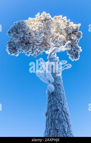 Kiefer, Finnland, Lappland, Winter Stockfoto