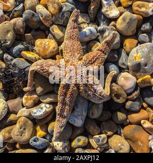 Einer der zahlreichen Common Starfish (Asterias rubens), der nach Storm Ciara in Felpham bei Bognor Regis, West Sussex, auf den Strand und die Promenade aufgespült wurde. Stockfoto