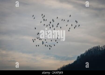 Vogelwanderung am modrigen Himmel Stockfoto