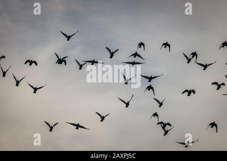 Vogelwanderung am modrigen Himmel Stockfoto