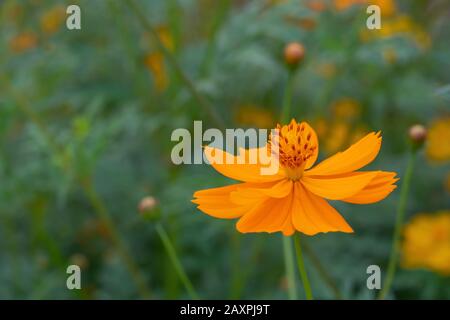 Nahaufnahme der sommerlichen Schwefel Kosmos Blume, Orange Cosmos Blume Stockfoto