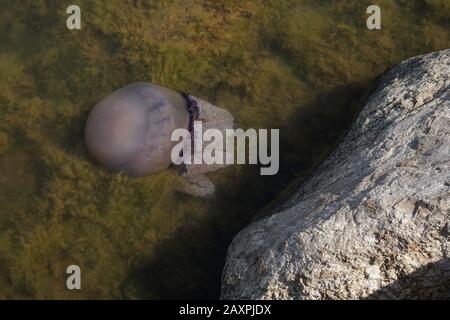 Fass Jellyfish steckte in einer Lagune, Palavas, Frankreich Stockfoto