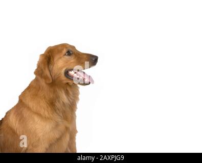 Ein fröhliches und gesundes Porträt eines Golden Retriever auf weißem Hintergrund Stockfoto