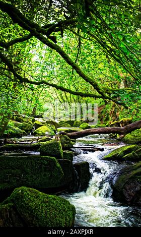 Die Golitha Falls in der Nähe von Bodmin Moor in Cornwall sind eine Reihe spektakulärer Wasserfälle und Wasserfälle entlang eines Abschnitts des Flusses Fowey Stockfoto