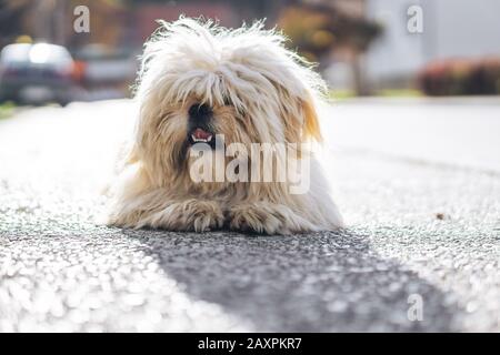 Sehr behaarter Hund auf der Straße liegend Stockfoto