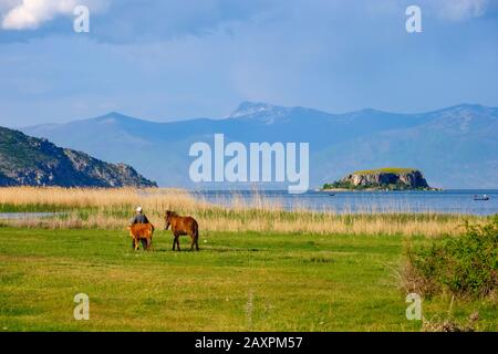 Mann mit Esel und Kalb, Großer Prespa-See mit Insel Maligrad, Nationalpark Prespa, in der Nähe von Korça, Albanien Stockfoto