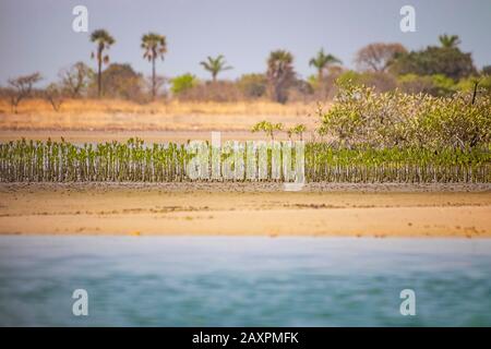 Kleine Mangrovenbäume wachsen an einem sandigen Strand in der Meerlagune von Saloum, Senegal, Afrika. Es ist typisch für Westafrika. Stockfoto