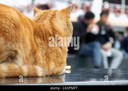 Die gelbe Katze ruht auf Marmor aus Granit und wacht herum. Stockfoto