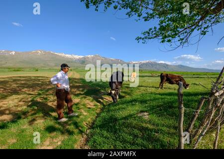 Bauer mit Kühen auf der Weide vor Pindos-Bergen, in der Nähe von Erseka, Region Korça, Korca, Albanien Stockfoto