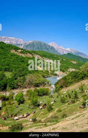 Ziegenherde, Fluss Vjosa, obere Vjosa-Tal, in der Nähe von Aoös, Berge Nemërçka, Bezirk Gjirokastra, Gjirokastër, Albanien Stockfoto