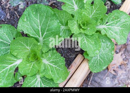 Chinesische Kohlköpfe und rote russische Kale in erhöhtem Bettengarten an regnerischen Tagen Stockfoto