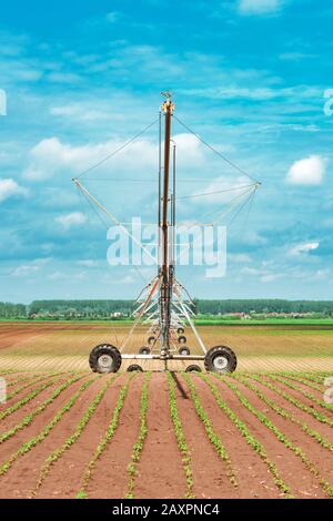 Pivot Bewässerungssystem in kultivierten Sojabohnen und Mais Feld, landwirtschaftliche Geräte für die Bewässerung der Kulturen Stockfoto