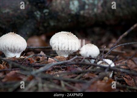 Gewöhnlicher Puffballpilz Lycoperdon perlatum Stockfoto