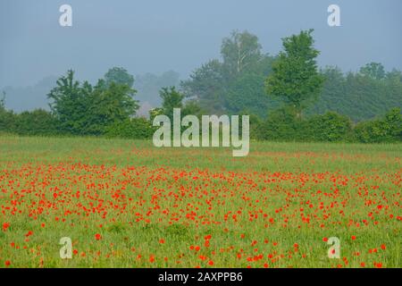 Wiese mit Mohn (Papaver rhoeas), bei Kirchheim in Schwaben, Unterallweil, Schwaben, Bayern, Deutschland Stockfoto