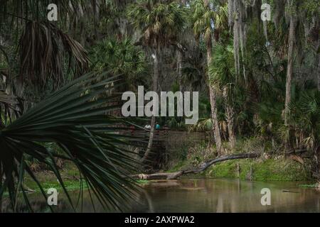 Gemini Springs Park, DeBary Florida USA Stockfoto