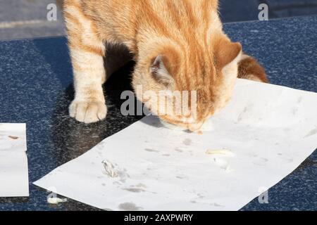 Die gelbe Katze frisst den Fleischball an der Serviette. Im Plastikbecher befinden sich einige Cola. Stockfoto