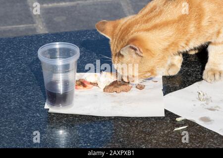 Die gelbe Katze frisst den Fleischball an der Serviette. Im Plastikbecher befinden sich einige Cola. Stockfoto