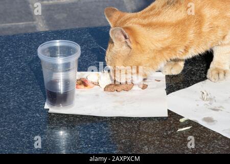 Die gelbe Katze frisst den Fleischball an der Serviette. Im Plastikbecher befinden sich einige Cola. Stockfoto