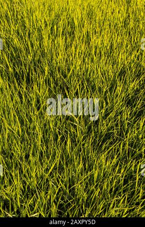 Frisches Gras auf einer Bergwiese im Sonnenhinterlicht Stockfoto