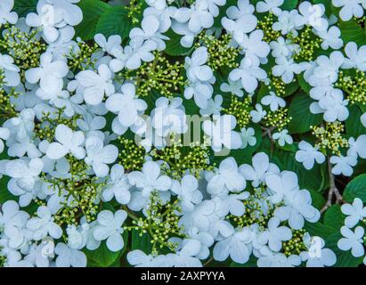 Sommer Snowflake, Viburnum denum, Fern Canyon, Mill Valley, Kalifornien Stockfoto