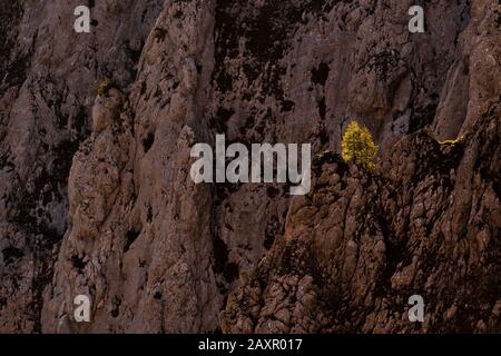 Einsamer Baum, der durch das letzte Sonnenlicht auf dem Abgrund in den Bergen angezündet wurde Stockfoto