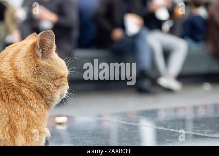 Die gelbe Katze ruht auf Marmor aus Granit und wacht herum. Stockfoto