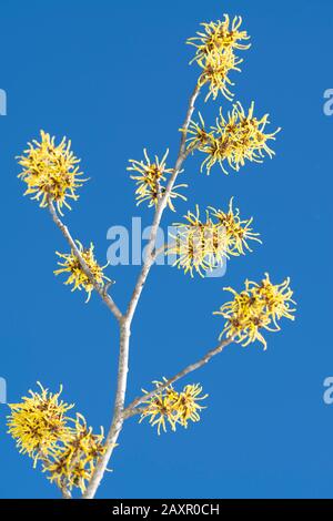 Gelbe Blumen von Hamamelis am blauen Himmel Stockfoto