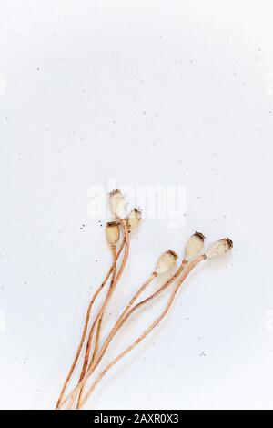 Natürlicher Bio-Mohn auf weißem Hintergrund, Minimalismus Stockfoto