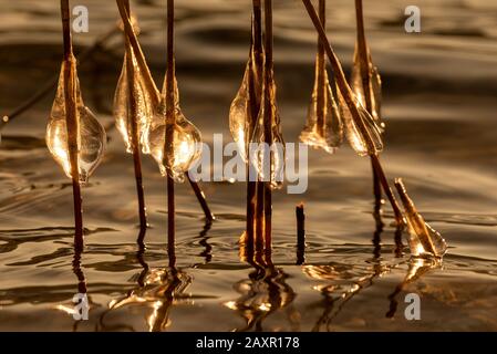 Eiszapfen auf Schilf im hinteren Licht der untergehenden Sonne am Walchensee Stockfoto