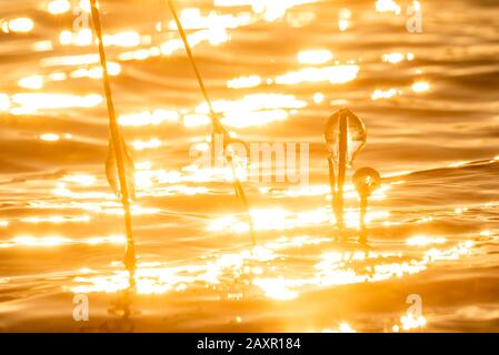 Eiszapfen auf Schilf im hinteren Licht der untergehenden Sonne am Walchensee Stockfoto