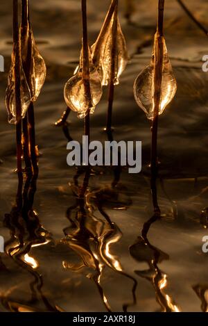 Eiszapfen auf Schilf im hinteren Licht der untergehenden Sonne am Walchensee Stockfoto