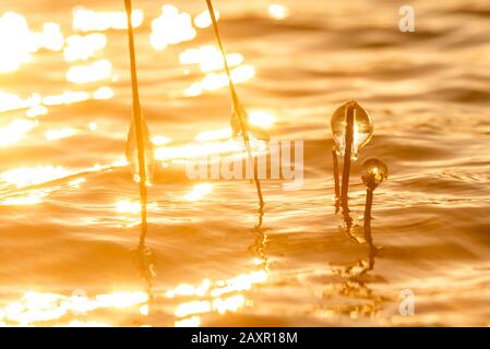 Eiszapfen auf Schilf im hinteren Licht der untergehenden Sonne am Walchensee Stockfoto