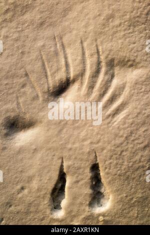 Ein Rabe landete im Schnee und lief von sich ab. Stockfoto