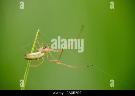 Ein grüner Cricket-Fledermausweber (Mangora acalypha) auf einer Grashalme Stockfoto