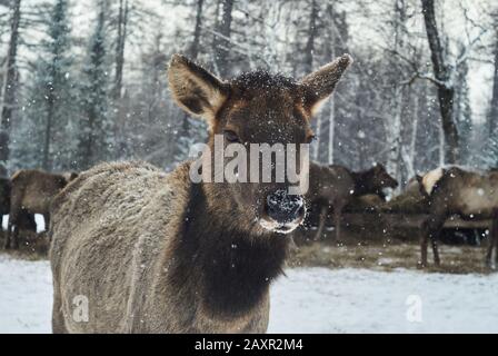Porträt eines jungen Hirsches auf einem Winterhirschwaldhof bei Schneefall Stockfoto