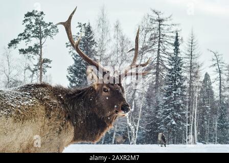 Maral hornte das Männchen in einem Winterwald auf einem Hintergrund seiner Herde Stockfoto