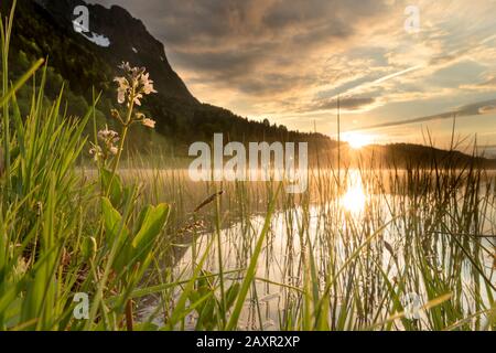 Die untergehende Frühlingssonne am Ferchensee im Wettersteingebirge bei Mittenwald mit einem Fieberklee im Vordergrund. Stockfoto