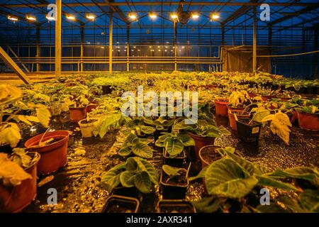 Bunte Coleus Pflanzen wachsen abends im modernen Gewächshaus Stockfoto
