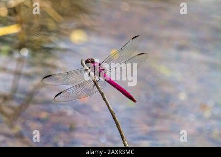 Extreme Nahaufnahme einer roten Libelle am Ast. Stockfoto