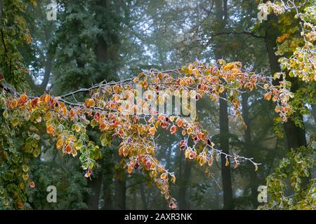 Deutschland, Baden-Württemberg, Hohenstein - Eglingen, Buche Twig mit Hochfrost, Schwäbische Alb Stockfoto