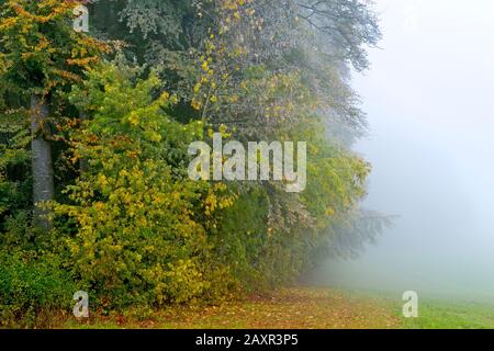 Deutschland, Baden-Württemberg, Hohenstein - Eglingen, Waldrand mit Huffrost im Nebel, Schwäbische Alb Stockfoto