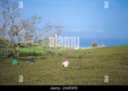 Sao Miguel, Azoren - Februar 2020: Drei Männer arbeiten auf der ältesten Teeplantage Europas auf dem Gorreana Farm Field in Sao Miguel, dem Land der Azoren Stockfoto