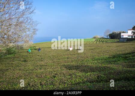 Sao Miguel, Azoren - Februar 2020: Drei Männer arbeiten auf der ältesten Teeplantage Europas auf dem Gorreana Farm Field in Sao Miguel, dem Land der Azoren Stockfoto