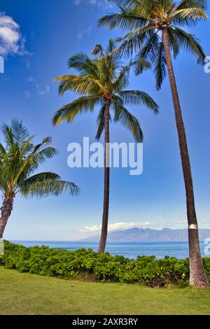 Palmenbaum Blick auf Lanai von Kanaha auf Maui. Stockfoto